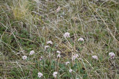 Valeriana carnosa, photographed by Paul Prior