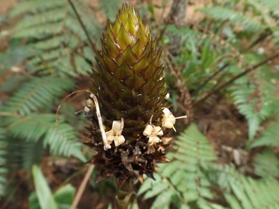 Guzmania triangularis, photographed by Esteban Villa Restrepo