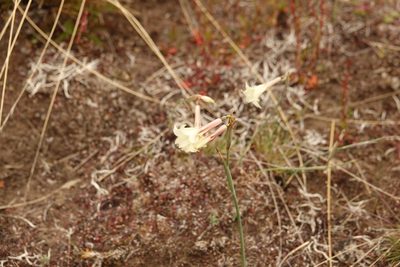 Olsynium biflorum, photographed by Paul Prior