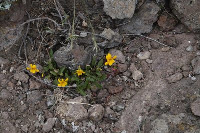 Viola maculata, photographed by Paul Prior