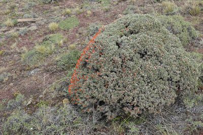 Anarthrophyllum desideratum, photographed by Paul Prior