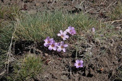 Oxalis laciniata, photographed by Paul Prior
