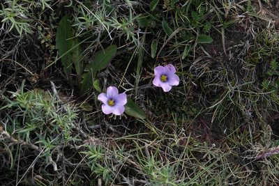 Oxalis laciniata, photographed by Paul Prior
