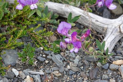 Lathyrus magellanicus, photographed by Paul Prior