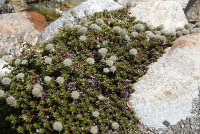 Nassauvia magellanica, photographed by Paul Prior
