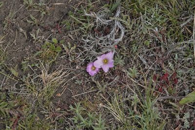 Oxalis laciniata, photographed by Paul Prior
