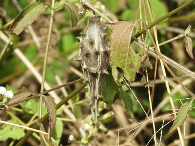 Dictyanthus sepicola, photographed by Francisco Farriols Sarabia