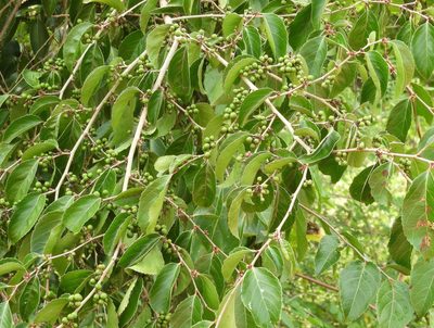 Colubrina triflora, photographed by Francisco Farriols Sarabia