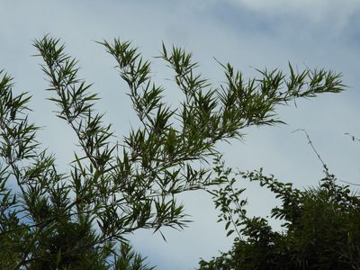 Guadua paniculata, photographed by Francisco Farriols Sarabia