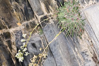 Saxifraga callosa, photographed by Drepanostoma