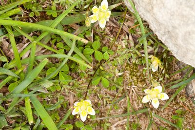 Saxifraga aspera, photographed by Drepanostoma