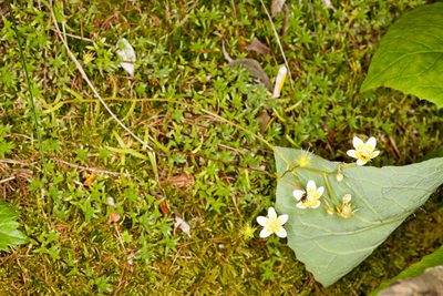 Saxifraga aspera, photographed by Drepanostoma