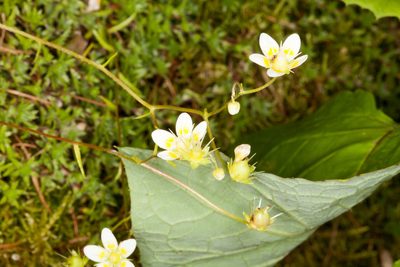 Saxifraga aspera, photographed by Drepanostoma