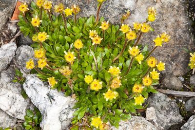 Saxifraga seguieri, photographed by Drepanostoma