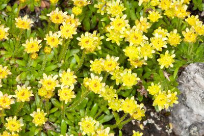 Saxifraga seguieri, photographed by Drepanostoma