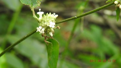 Hedyotis uncinella, photographed by fagushayata
