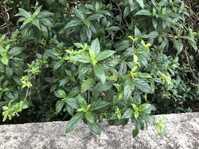 Guettardella chinensis, photographed by Cheng-Tao Lin