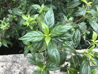 Guettardella chinensis, photographed by Cheng-Tao Lin