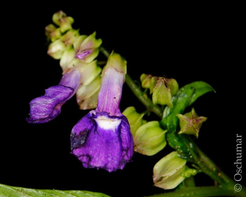 Rhynchoglossum azureum, photographed by Oscar Marín