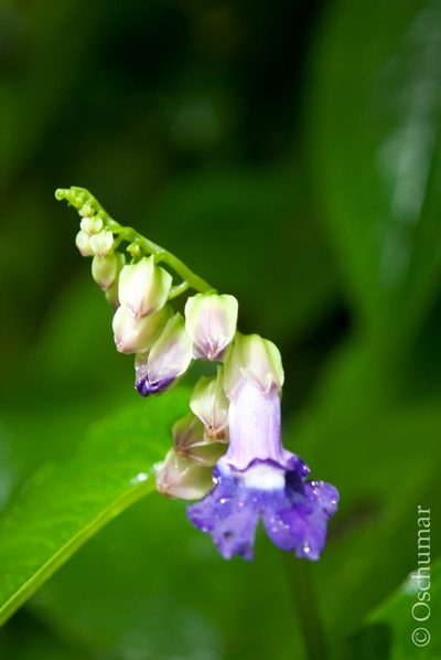 Rhynchoglossum azureum, photographed by Oscar Marín