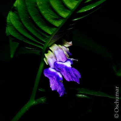 Rhynchoglossum azureum, photographed by Oscar Marín
