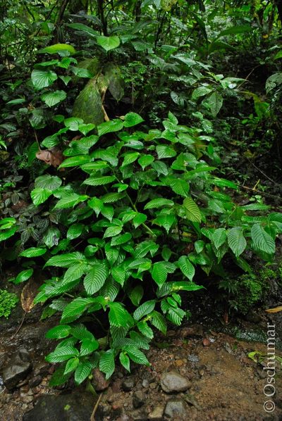 Rhynchoglossum azureum, photographed by Oscar Marín