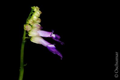 Rhynchoglossum azureum, photographed by Oscar Marín