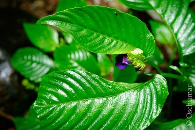 Rhynchoglossum azureum, photographed by Oscar Marín