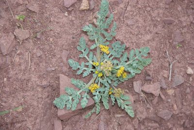 Cymopterus longipes, photographed by Andrey Zharkikh