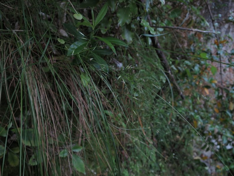 Koeleria lepida, photographed by Alice Shanks