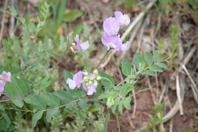 Lathyrus pauciflorus, photographed by Andrey Zharkikh