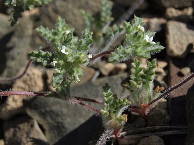 Ipomopsis polycladon, photographed by Jim Morefield
