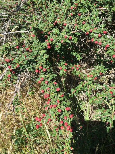 Cotoneaster microphyllus, photographed by Tim Reed