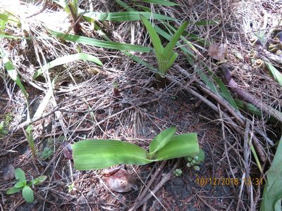 Eucomis comosa, photographed by Jenny Christianson