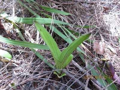 Eucomis comosa, photographed by Jenny Christianson
