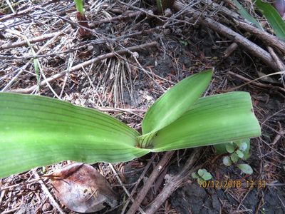 Eucomis comosa, photographed by Jenny Christianson