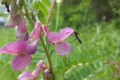 Vicia pannonica, photographed by Emanuele Santarelli