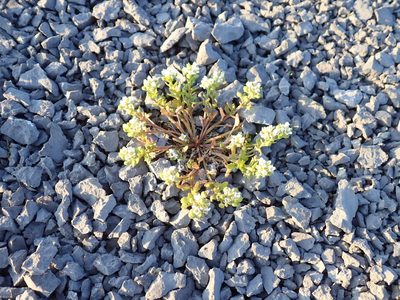Cochlearia tridactylites, photographed by John Brew