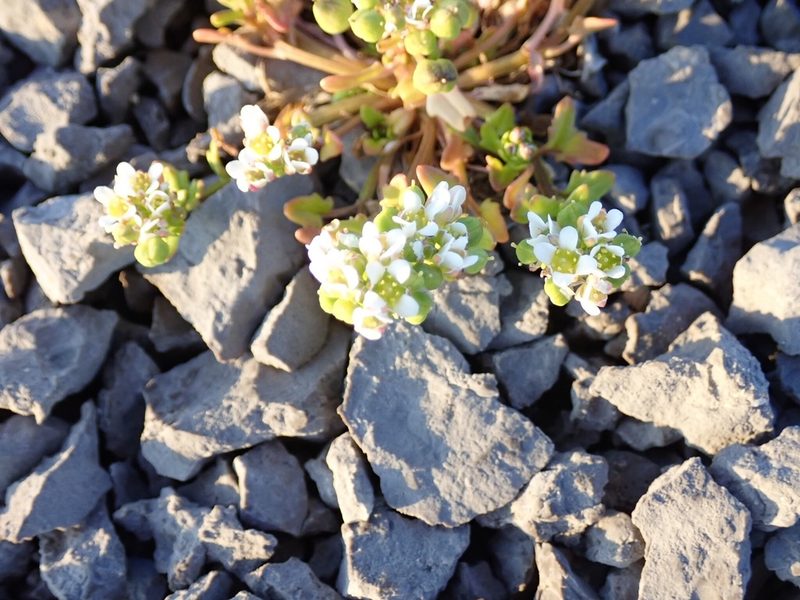 Cochlearia tridactylites, photographed by John Brew