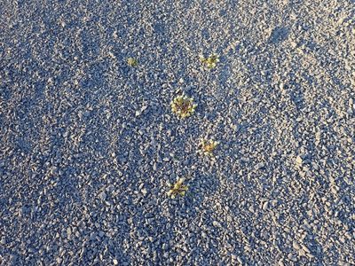 Cochlearia tridactylites, photographed by John Brew