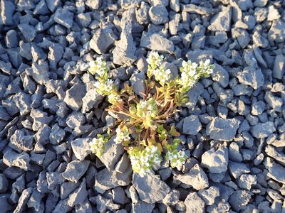 Cochlearia tridactylites, photographed by John Brew