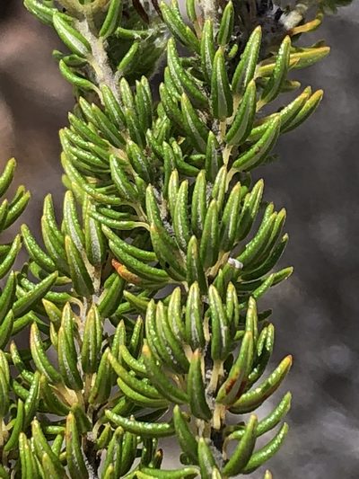 Phylica costata, photographed by Dave U