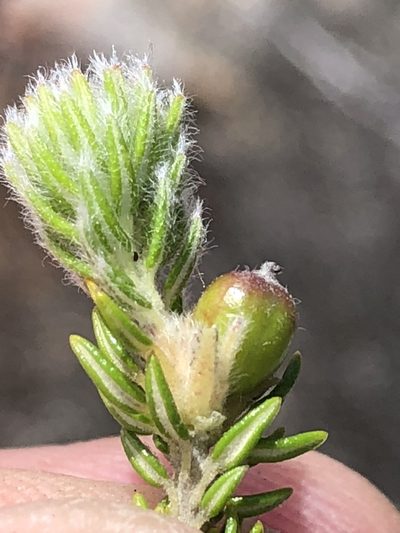 Phylica costata, photographed by Dave U