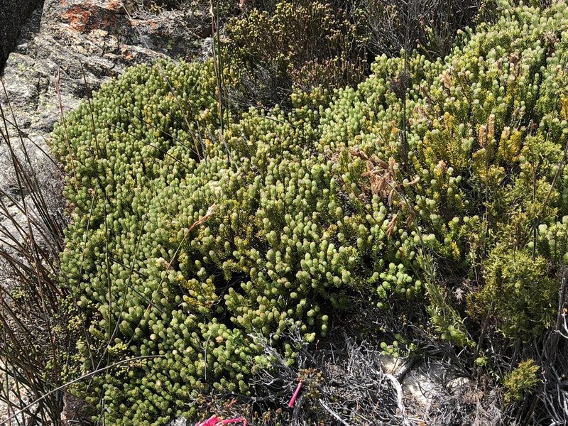 Phylica costata, photographed by Dave U