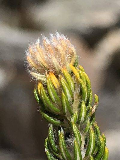 Phylica costata, photographed by Dave U