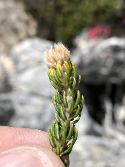 Phylica costata, photographed by Dave U