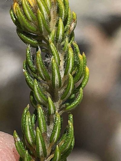 Phylica costata, photographed by Dave U