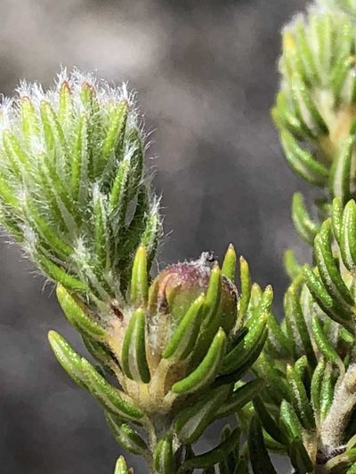Phylica costata, photographed by Dave U