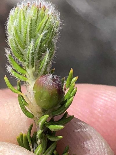 Phylica costata, photographed by Dave U