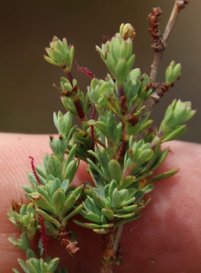 Cliffortia carinata, photographed by Tony Rebelo